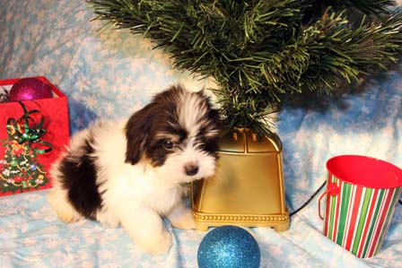 havanese-puppies